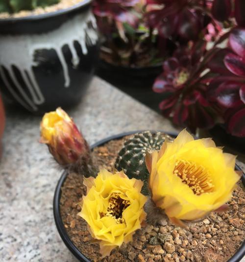 仙人掌黑球花的养护要点是什么？