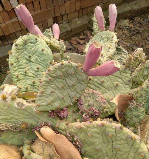 仙人掌黑球花的养护要点是什么？