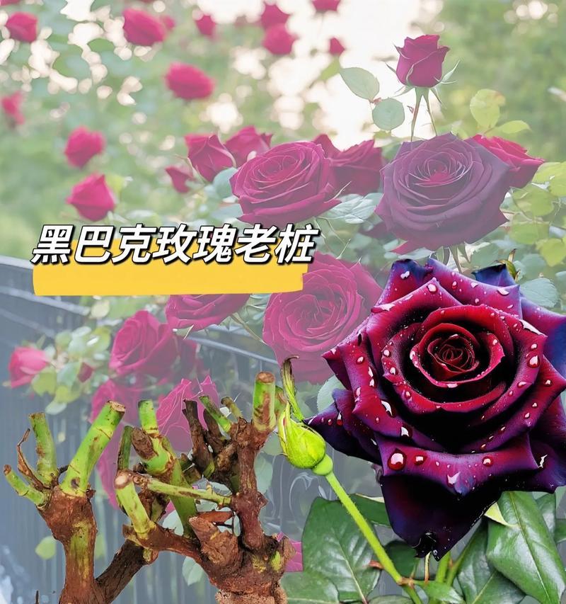 进口丝绒玫瑰花有哪些品种？