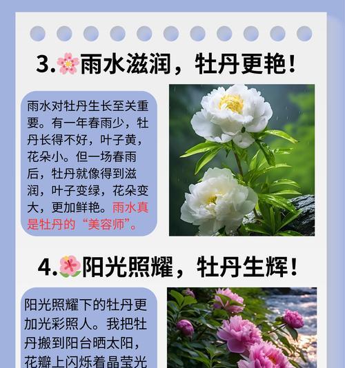 牡丹花独杆养殖可行吗？正确的养护方法是什么？