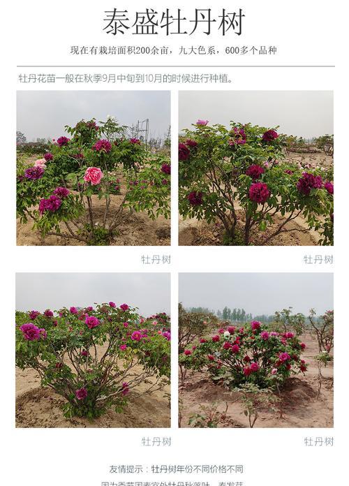 牡丹花独杆养殖可行吗？正确的养护方法是什么？