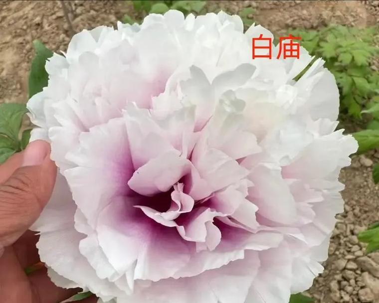 牡丹花独杆养殖可行吗？正确的养护方法是什么？