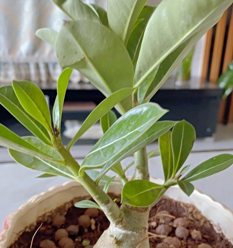 云南玫瑰花的养护和浇水方法有哪些？需要注意什么？
