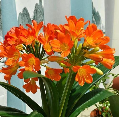 用什么花盆种君子兰好活？选择花盆的技巧是什么？