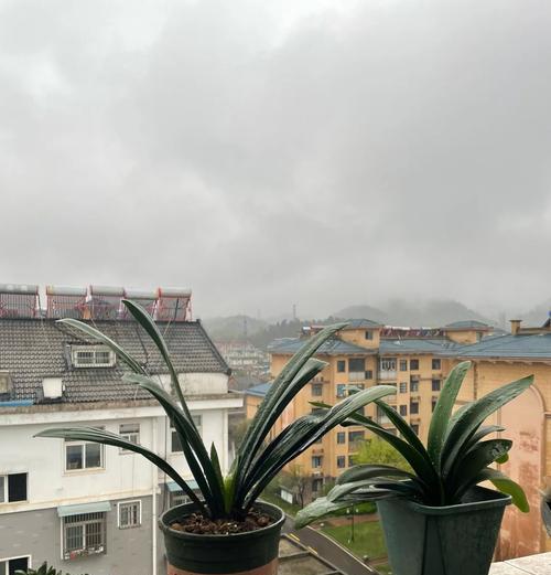 用什么花盆种君子兰好活？选择花盆的技巧是什么？