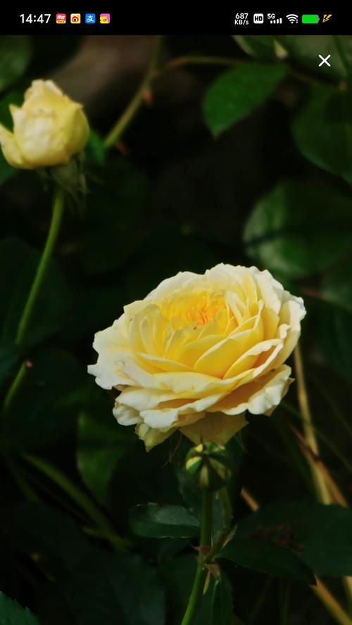 牡丹花浇上浓盐水好吗怎么浇？正确的浇水方法是什么？