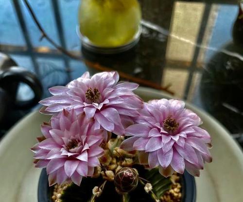 仙人球花授粉的方法是什么？如何提高成功率？