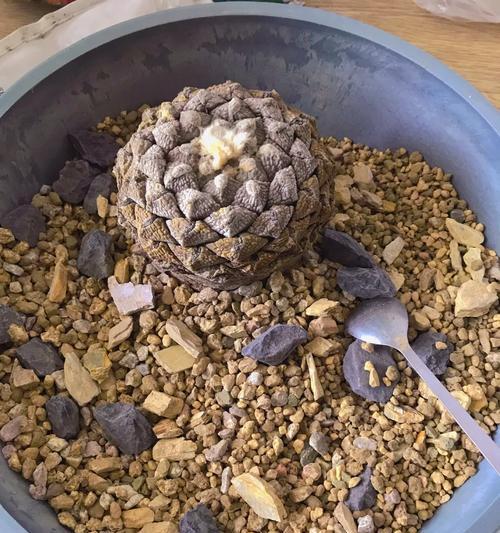 仙人球出现棕色轻泥土是什么原因？如何处理？