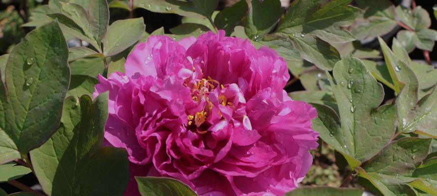 牡丹花快开花时松土的正确方法是什么？