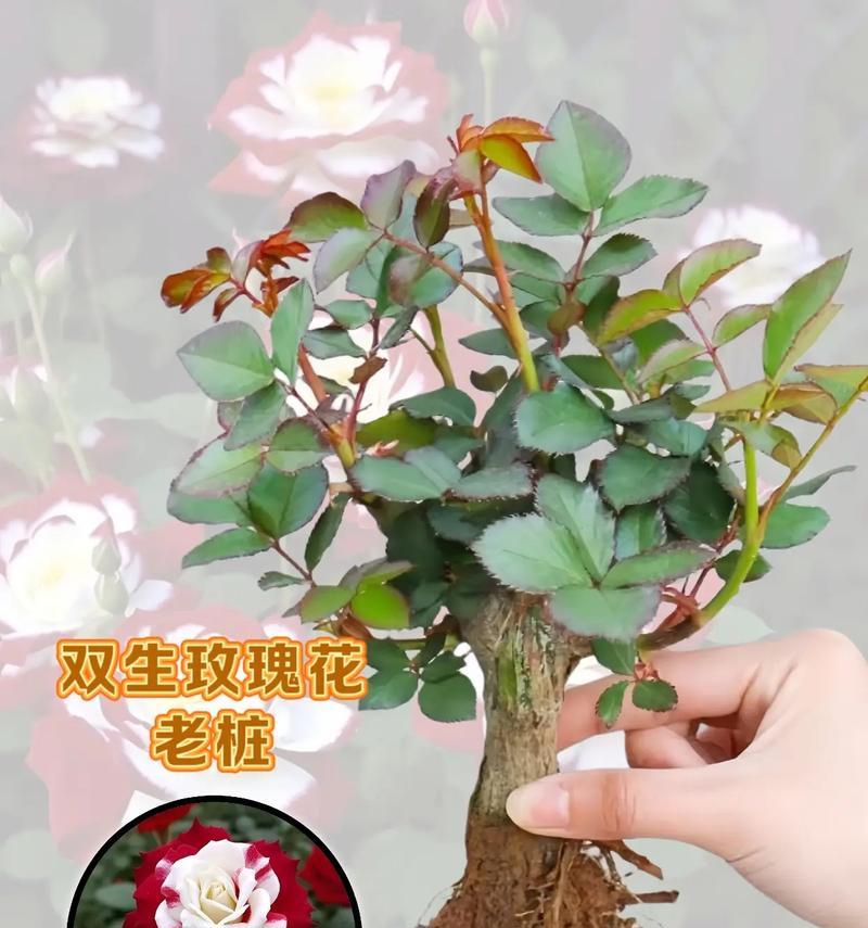 室外种植玫瑰花如何存活？有哪些养护技巧？