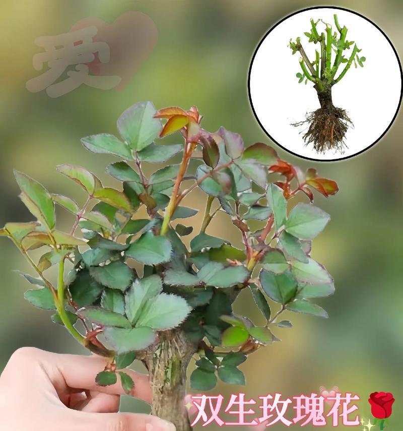室外种植玫瑰花如何存活？有哪些养护技巧？