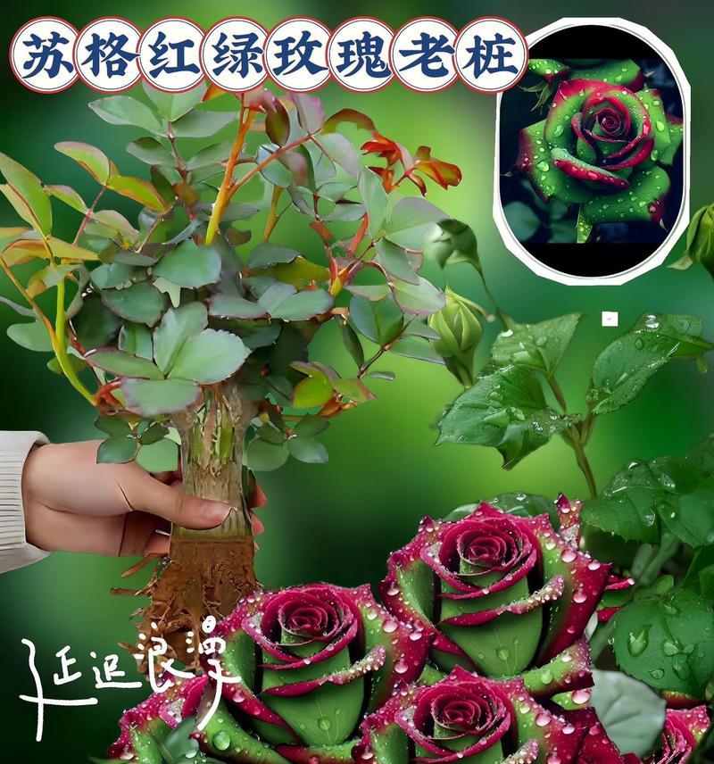 室外种植玫瑰花如何存活？有哪些养护技巧？
