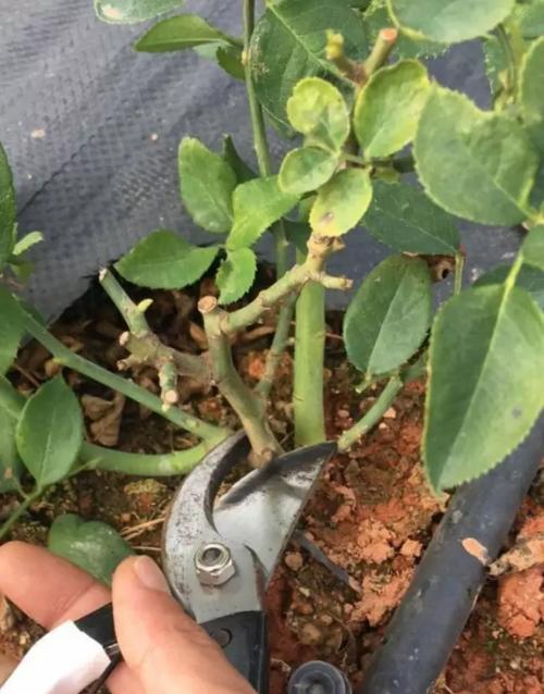 牡丹花独苗的养护难度大吗？如何进行有效养护？