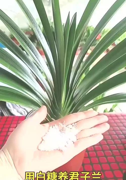 君子兰保水施肥的最佳方法是什么？