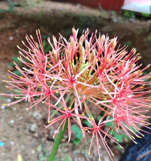哪种花的花瓣比玫瑰花更小？小花瓣花卉的特点是什么？