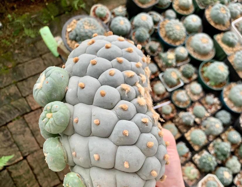 最白仙人球品种有哪些特点？