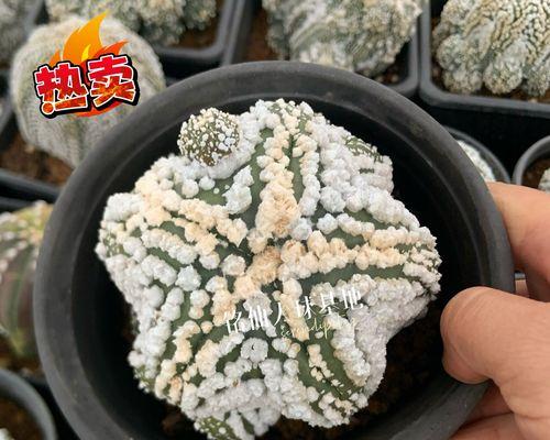 最白仙人球品种有哪些特点？