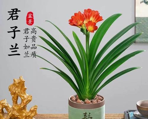 君子兰盆栽的存活率如何提高？