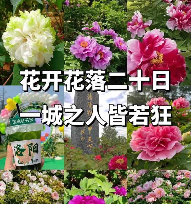 牡丹花今年未开花是什么原因？如何解决不开花问题？
