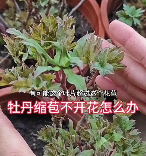 牡丹花今年未开花是什么原因？如何解决不开花问题？