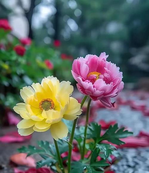 牡丹花今年未开花是什么原因？如何解决不开花问题？