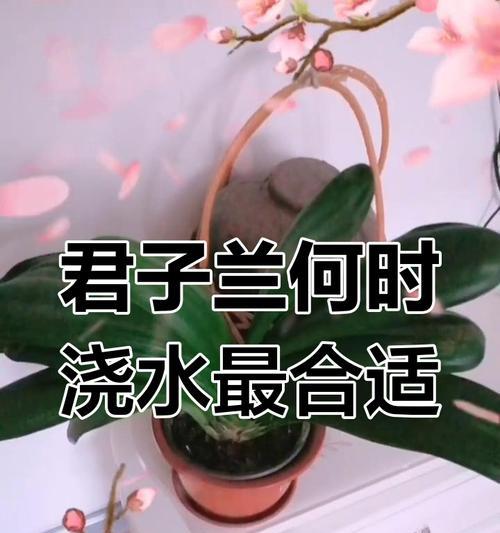 君子兰三年花期浇水频率？如何判断浇水时机？