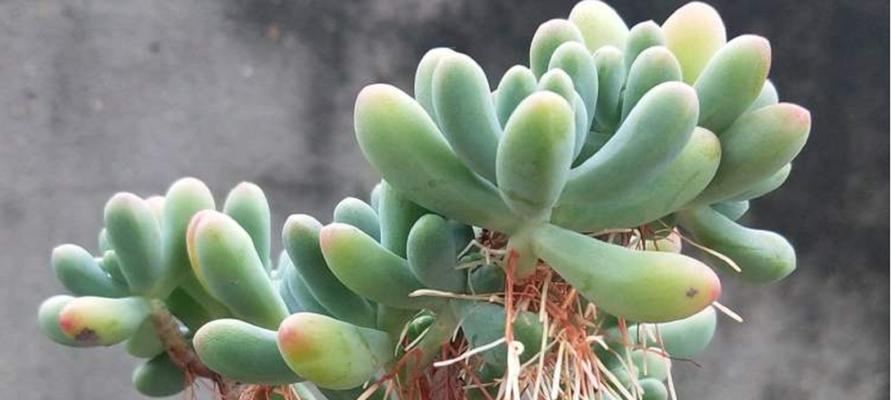 蔓藤花园仙人球好养吗？正确的养护方法是什么？