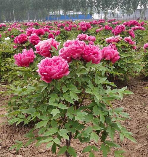 牡丹花油种子的种植方法是什么？种植过程中应注意什么？