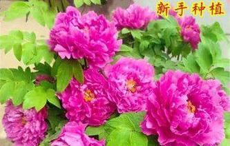 牡丹花油种子的种植方法是什么？种植过程中应注意什么？