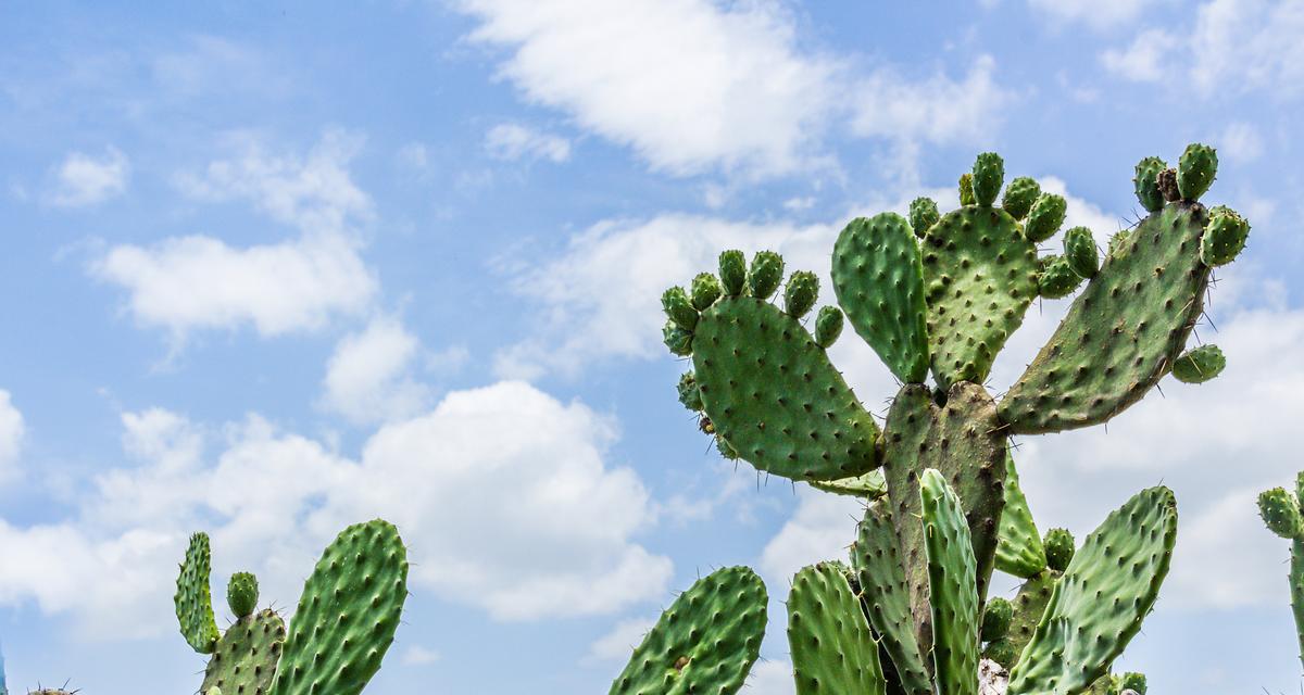 植物仙人掌新装扮的教程步骤是什么？