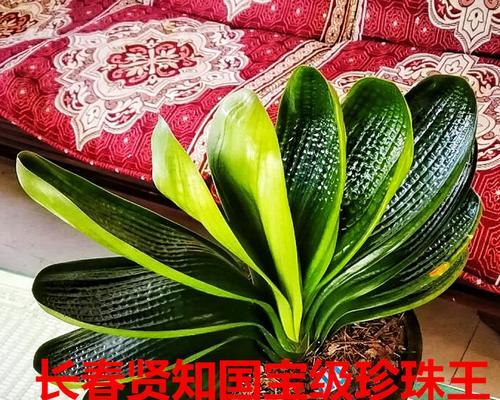 君子兰宽叶的养成方法是什么？