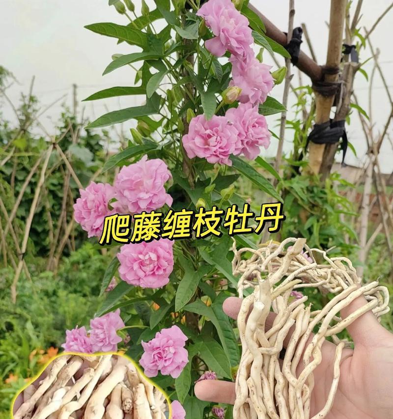 如何制作美观的牡丹花塑料叶子？