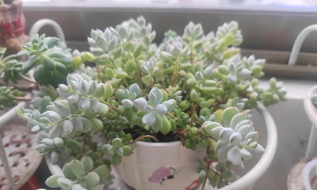 黄绿花色仙人球如何养护才能开花？养殖过程中需要注意什么？