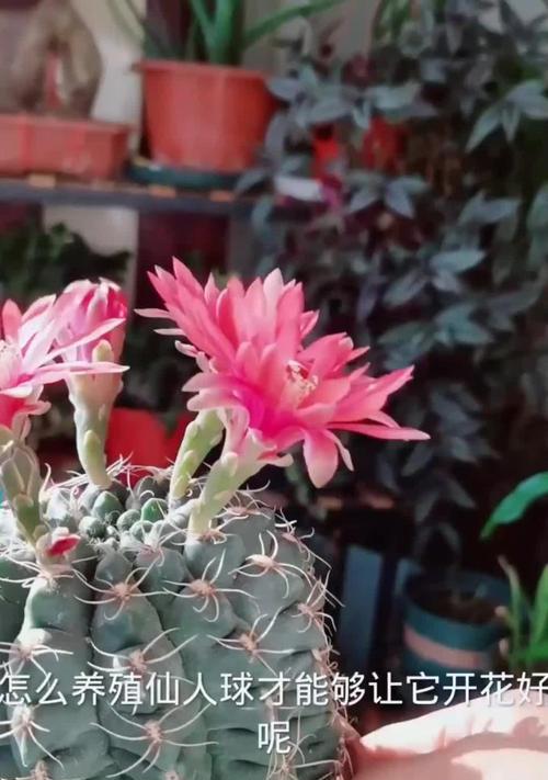 黄绿花色仙人球如何养护才能开花？养殖过程中需要注意什么？