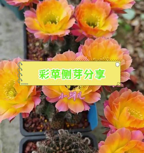 黄绿花色仙人球如何养护才能开花？养殖过程中需要注意什么？