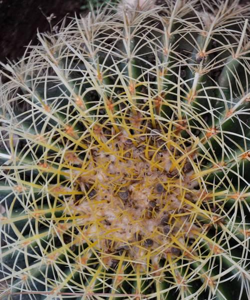 拍摄植物仙人掌的技巧有哪些？如何捕捉仙人掌的美态？