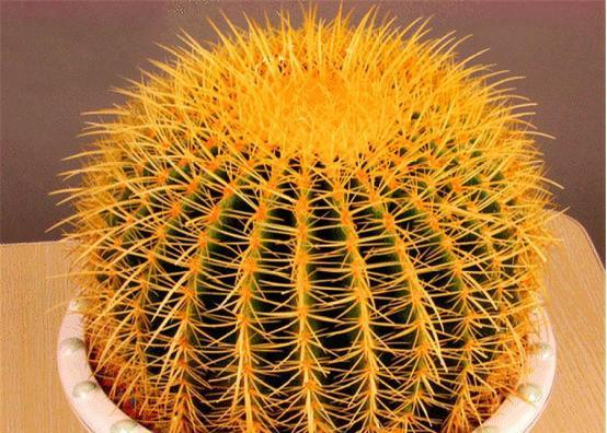 拍摄植物仙人掌的技巧有哪些？如何捕捉仙人掌的美态？