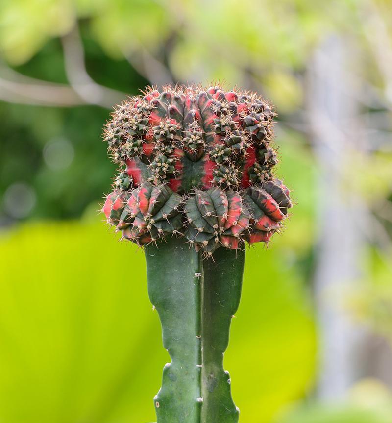 拍摄植物仙人掌的技巧有哪些？如何捕捉仙人掌的美态？
