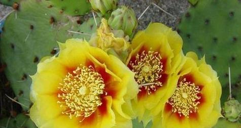 仙人掌红菠萝开花秘诀？养护要点是什么？