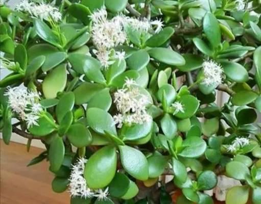 仙人掌红菠萝开花秘诀？养护要点是什么？