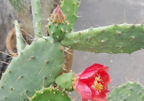 仙人掌红菠萝开花秘诀？养护要点是什么？