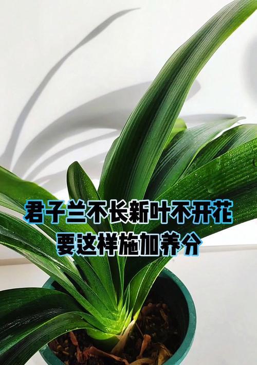君子兰打叶后不开花的原因是什么？如何解决？