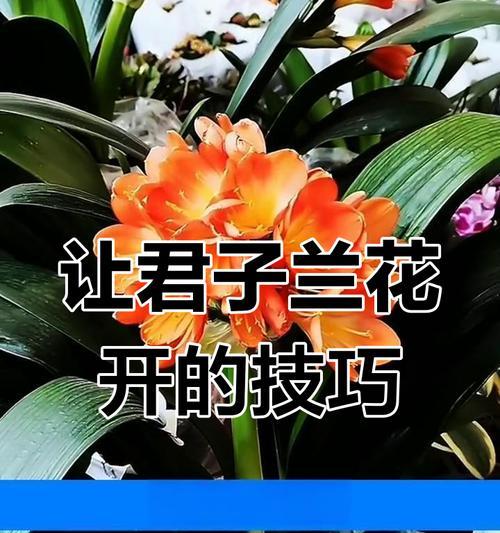 君子兰打叶后不开花的原因是什么？如何解决？