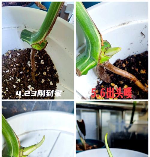 龟仙人球叶子怎么快速抽出？