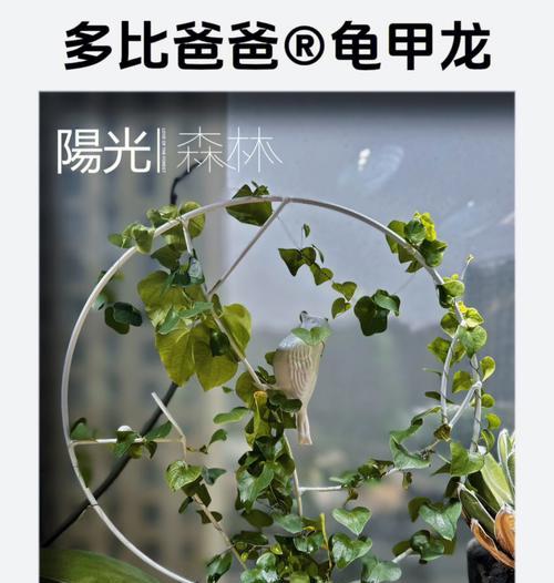 龟仙人球叶子怎么快速抽出？