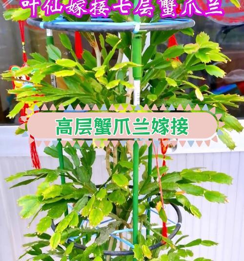 蟹爪兰斜着嫁接仙人掌的方法是什么？
