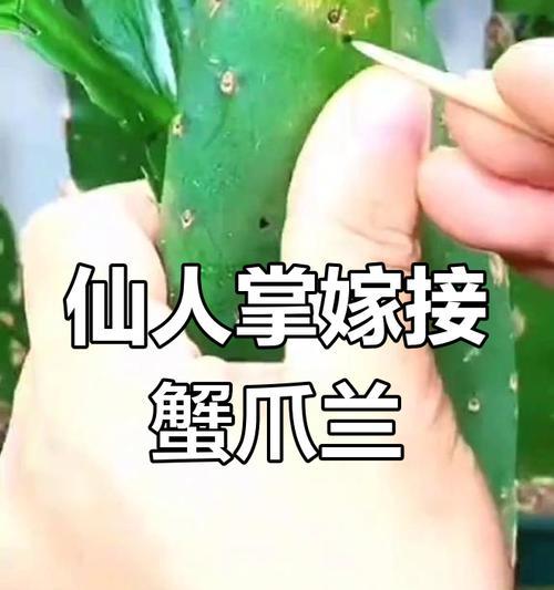 蟹爪兰斜着嫁接仙人掌的方法是什么？