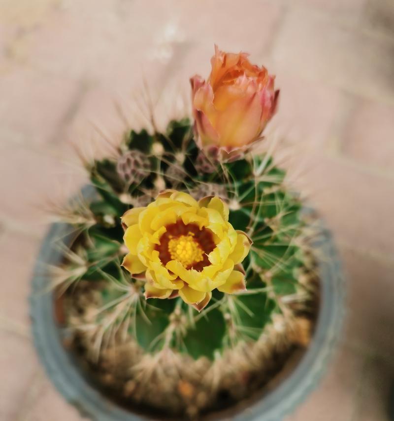 仙人球花苞变黑是什么原因？可能是哪种品种？