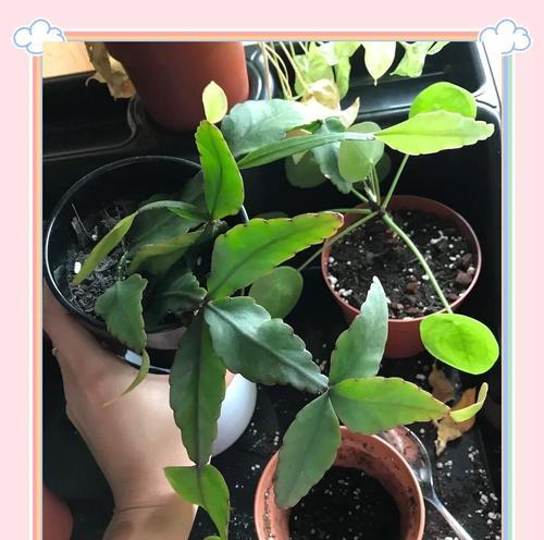 仙人掌夏天怎么浇水？夏季养护的注意事项是什么？