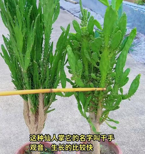 仙人掌夏天怎么浇水？夏季养护的注意事项是什么？